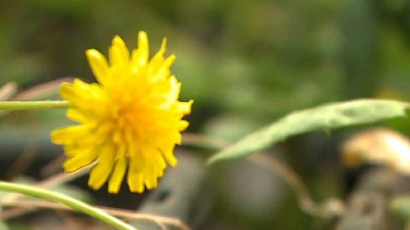 Исследователи из Новосибирска работают над альтернативой каучуку из гевеи